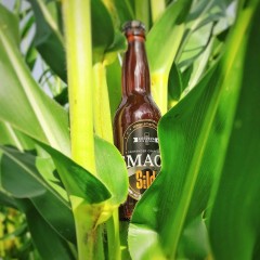 Smach - cerveza Silda