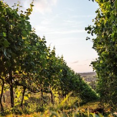 Bodega Bahía de Santander