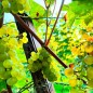 Bodega Bahía de Santander - Vino frizzante Puntal de Somo, pack de 4 botellas de 75 cl. Bodega Bahía de Santander - Vino frizzante Puntal de Somo, pack de 4 botellas de 75 cl.