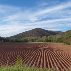 Vallucas - Patata de Valderredible