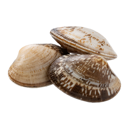  Almejas 